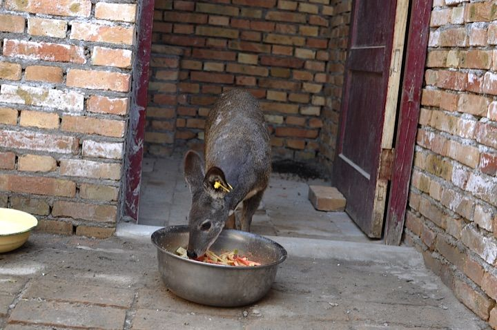 林麝飼喂