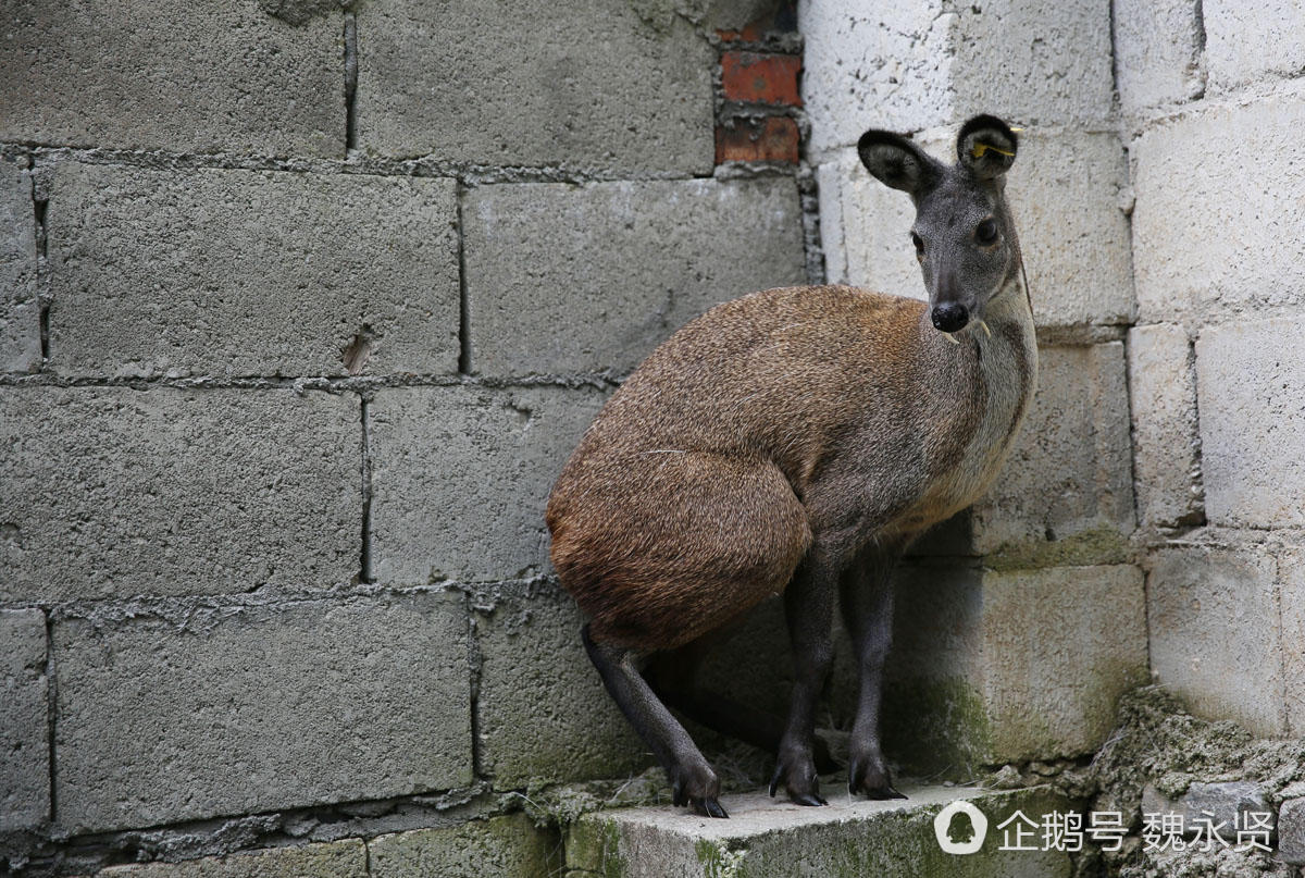 秦嶺里養(yǎng)一級保護動物林麝 麝香不愁銷